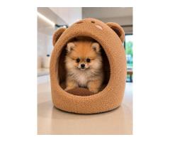Meet Your Perfect Pomeranian Companion with The Pomfather
