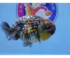 High Quality Fancy Goldfish