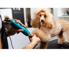 Enjoy Personalized Dog Grooming In Bradenton Tailored To Your Pet's Needs And Style