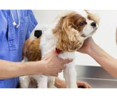 Get Timely Veterinary Help for Your Dog's Urgent Needs