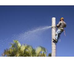 Professional Tree Removal in Brighton