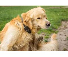 Simi Valley Veterinarians | Pet PAWZitive