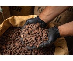 Raw Cocoa Bean Supplier for Bulk Orders