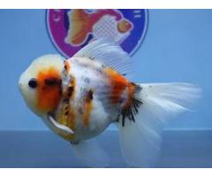 Fish Store in Austin