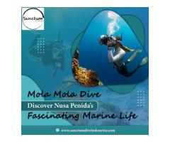 Mola Mola Dive: Discover Nusa Penida’s Fascinating Marine Life