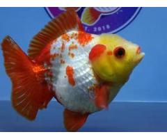Best Fancy Goldfish in Austin