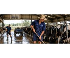 Commercial and Industrial Hygiene Chemicals in Australia