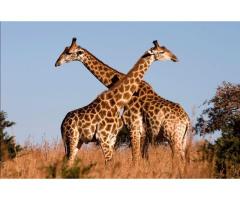 Animal Transportation Services in Thailand