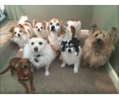 Dog Care Oregon City