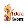 Indiana Goldens